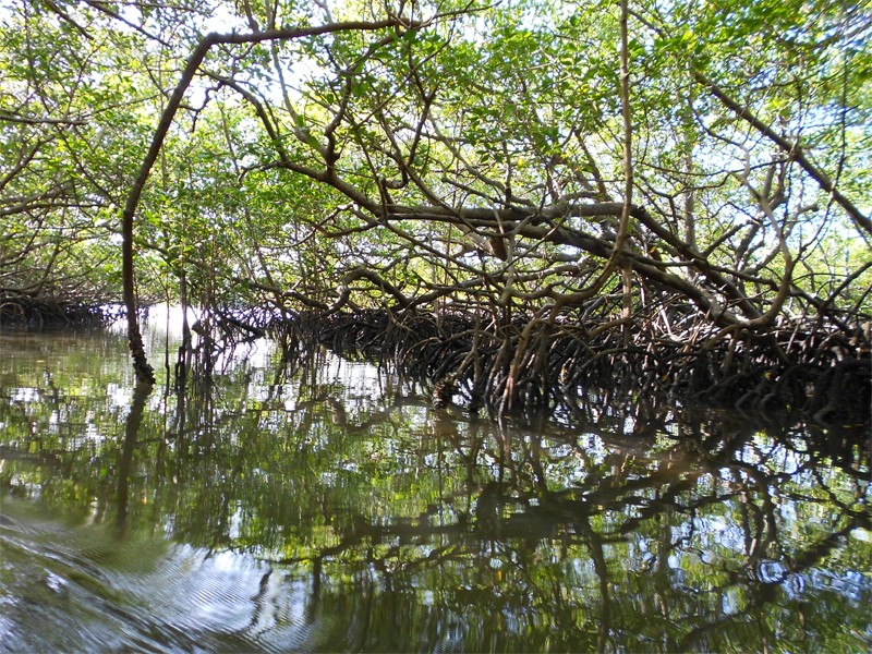 Riding between mangroves