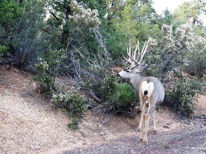 Reindeer on a trail in the Grand Canyon