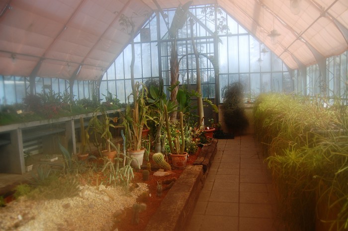 Inside the Tivoli Park Greenhouse. This photograph is extra artsy because my lens kept steaming up due to the difference in temperature inside the greenhouse. Cool photo effect, right?