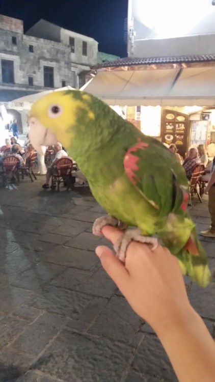 Tamed parrots of Hippocrates Square of Rhodes Island. Summer 2014