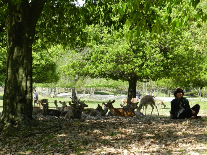 with the deers of Nara , Nara Prefecture May 2011