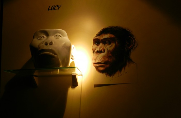 Lucy, an Australopithecus Afarensis that is estimated to have lived 3.2 million years ago, at Royal Museums for Art and History at Cinquantenaire Park.