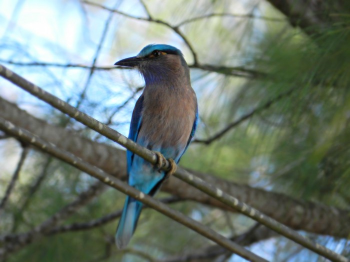 Blue winged bird