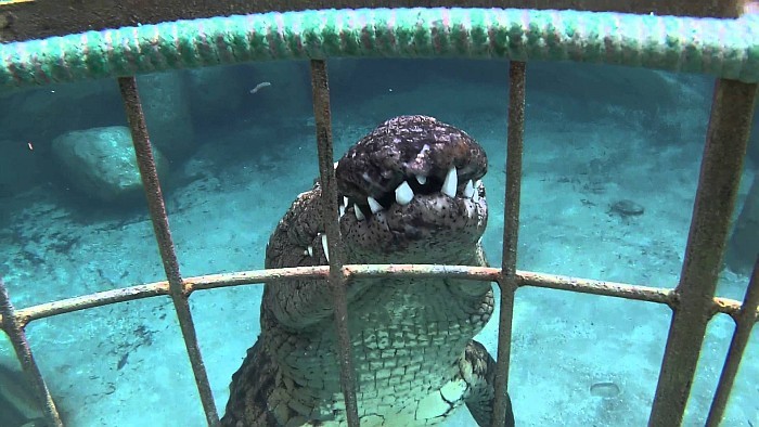 Things to do in Cape Town South Africa - Crocodile Diving