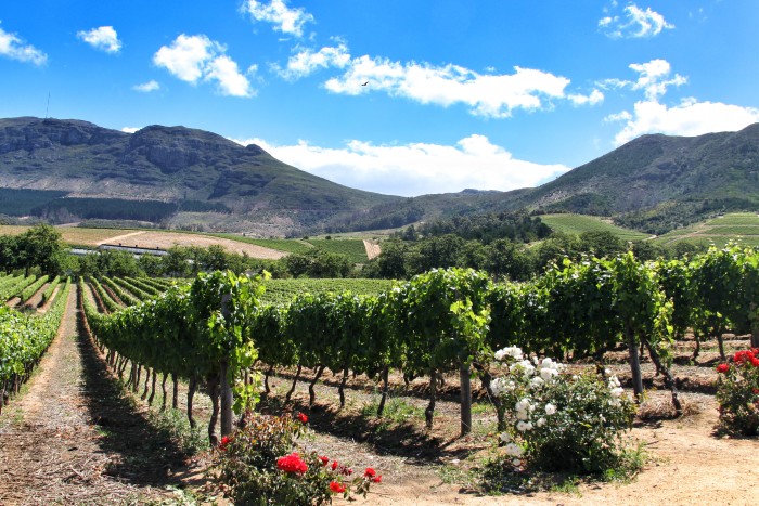 Things to do in Cape Town South Africa - Wine Tasting