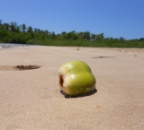 Coconut straight from the palm tree is the best