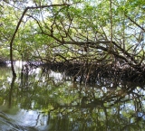 Riding between mangroves