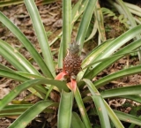 Baby Pineapple