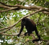 Howler Monkey