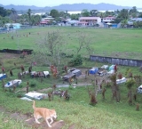 Our dog Coco - local cemetery and football pitch