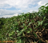 Tea plantation, Guria region