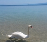 Swan peacefully swims at Koukounaries beach