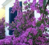 Greece without bougainvillaea is like life without art (: Skiathos