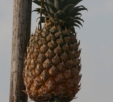 Pole with pineapple at floating market