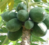 Papaya