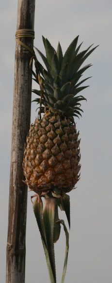 Pole with pineapple at floating market