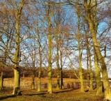 last-drops-of-sun-in-richmond-park-london