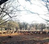 the-park-if-full-of-deer-make-sure-not-to-scare-them