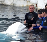 Becoming friends with a beluga whale