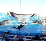 Getting wet at the "Shamu" whale show