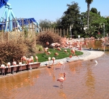 The Flamingo Area