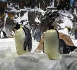 The penguins of Sea World San Diego are extremely funny