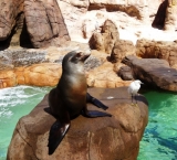 The sea lions are waiting to be fed