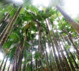 The Big Island Hawaii has an incredible flora