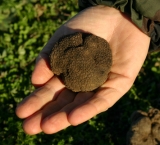 My truffle hunting trophy