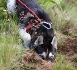 Truffles hunting dog