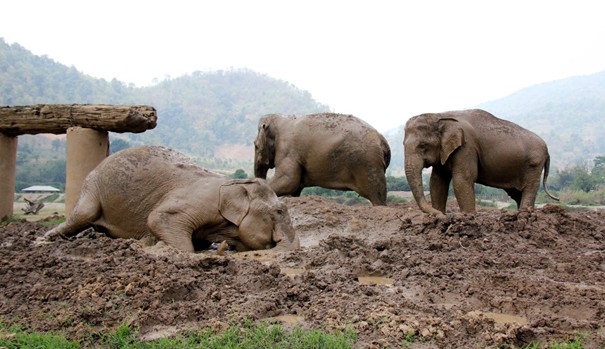 After lunch and washing in the river the elephant get their daily mud bath which protects them from the hot sun