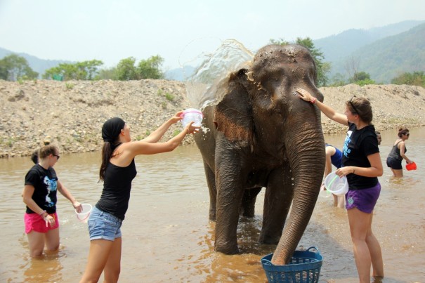 Washin and cooling elephants at the Elephant Nature park Chiang Mai