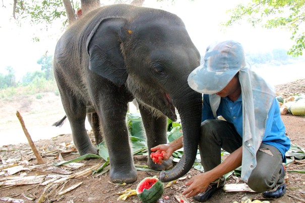 7 months old – 200kg, playful baby elephant at the Elephant Nature park Chiang Mai