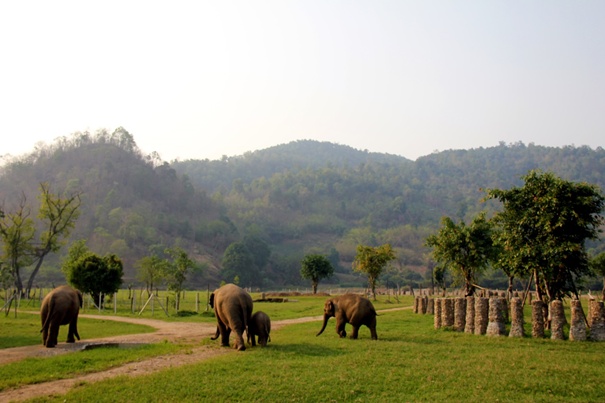 Elephant Nature Park Chiang Mai