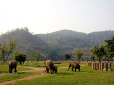 Elephant Nature Park Chiang Mai Thailand