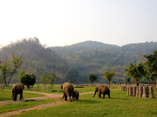 Elephant Nature Park Chiang Mai Thailand