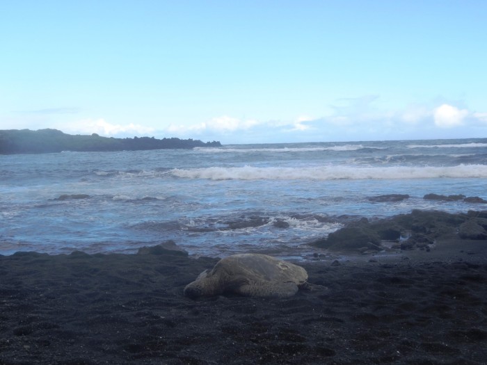 A hundred year old turtle resting on the beach