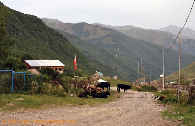 Georgian roads are in bad conditions and often occupied by cows