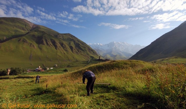 Mowing the lawn in traditional way, Ushguli