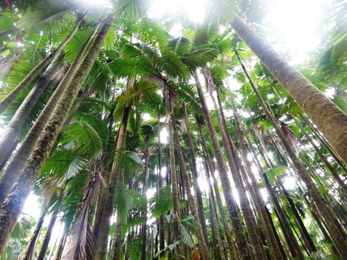 The Big Island Hawaii has an incredible flora