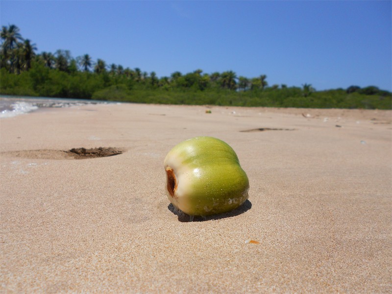 Coconut straight from the palm tree is the best