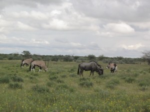 200603_Namibija_0239