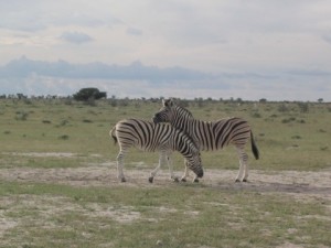 200603_Namibija_0253