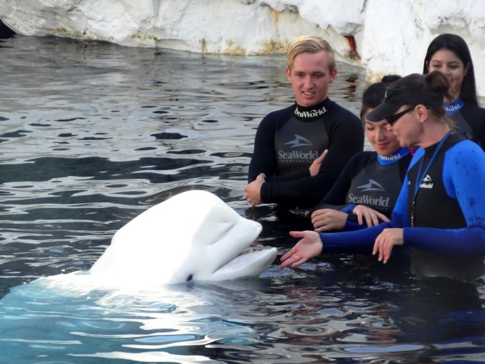 Becoming friends with a beluga whale