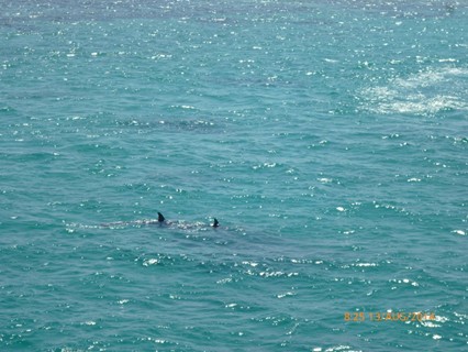 Dolphins we meet on the way to the coral reefs