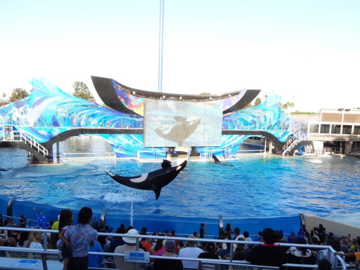 Getting wet at the “Shamu” whale show