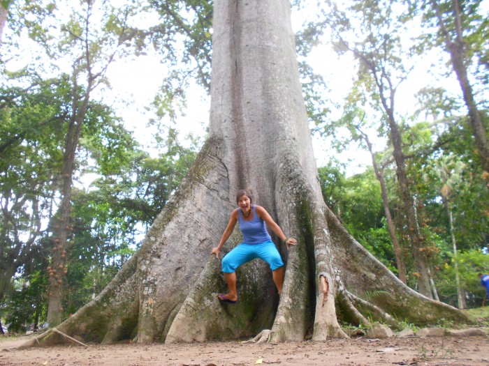 Rio botanical garden has many amazing species of trees