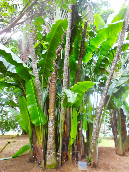 There are infinite numbers of different palm trees in Brazil