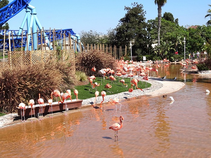 The flamingo area