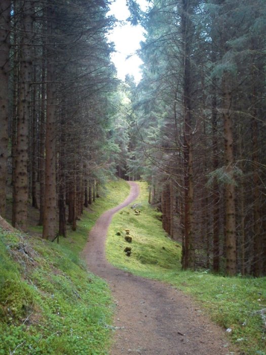 The path amongst the trees